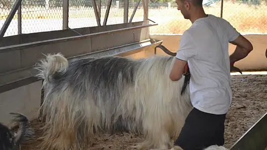 Kurbanlık Satışlarında Yoğunluk Başladı