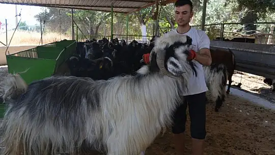 Kurbanlık Satışlarında Yoğunluk Başladı