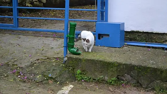 Fethiye mama kapları ile donatıldı