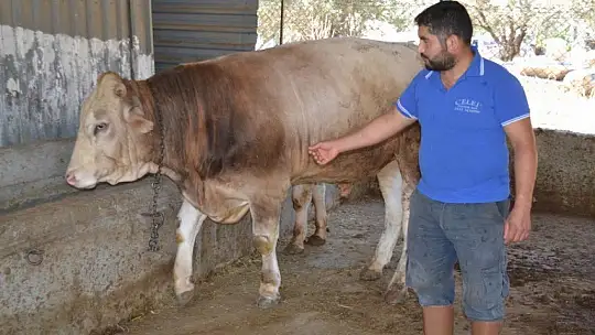 Kurbanlık Satışlarında Yoğunluk Başladı