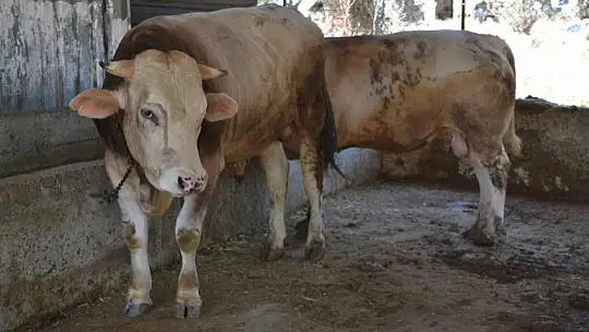 Kurbanlık Satışlarında Yoğunluk Başladı
