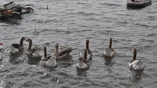 Fethiye Ördek Adası'nda Renkli Görüntüler