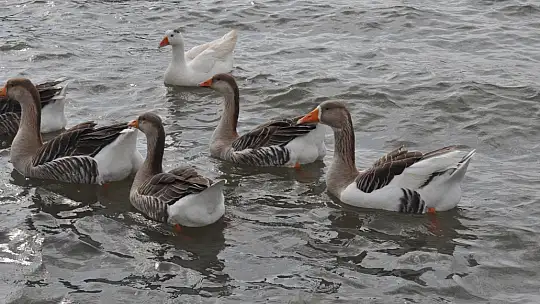 Fethiye Ördek Adası'nda Renkli Görüntüler