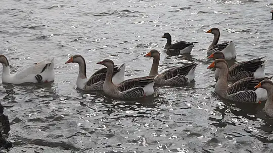 Fethiye Ördek Adası'nda Renkli Görüntüler
