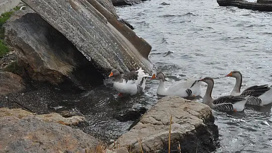 Fethiye Ördek Adası'nda Renkli Görüntüler