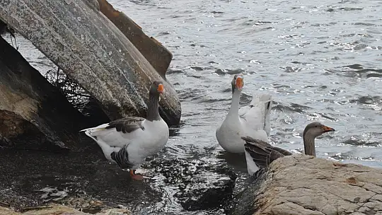 Fethiye Ördek Adası'nda Renkli Görüntüler