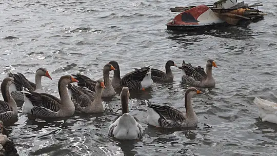Fethiye Ördek Adası'nda Renkli Görüntüler