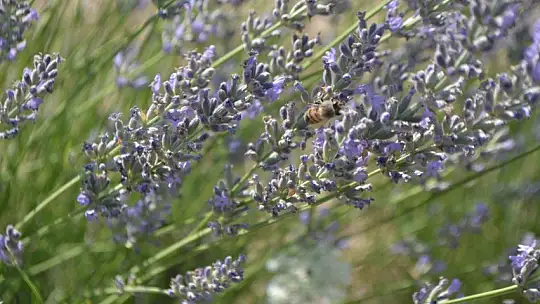Fethiye'nin Koku Vadisi'nde İlk Hasat