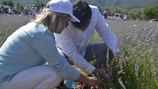 Fethiye'nin Koku Vadisi'nde İlk Hasat