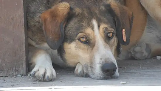 Çalış Plajı'nda çalışmalar devam ediyor