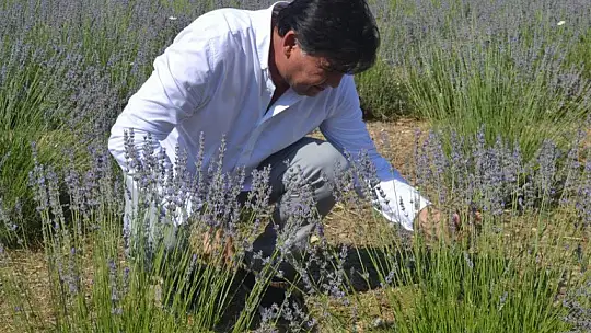 Fethiye'nin Koku Vadisi'nde İlk Hasat