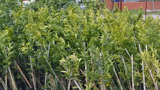 Saylak'tan Birlik Mesajı