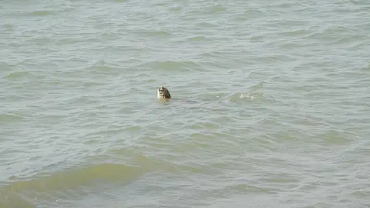 'ÇED Gereklidir' Keşfini CHP'li Vekillerde izledi