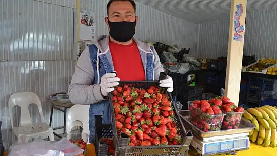 Organik ve doğal Fethiye çileği yoğun ilgi görüyor