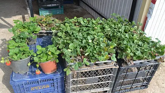 Organik ve doğal Fethiye çileği yoğun ilgi görüyor