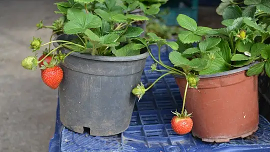 Organik ve doğal Fethiye çileği yoğun ilgi görüyor