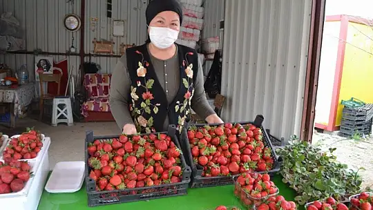 Organik ve doğal Fethiye çileği yoğun ilgi görüyor