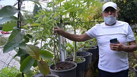 Bahçesinde tropikal meyveler yetiştirdi