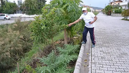 Bahçesinde tropikal meyveler yetiştirdi