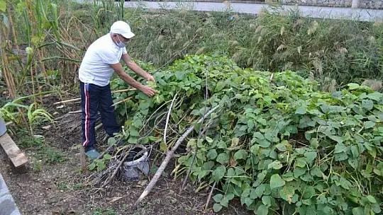 Bahçesinde tropikal meyveler yetiştirdi