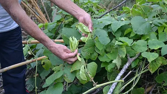 Bahçesinde tropikal meyveler yetiştirdi
