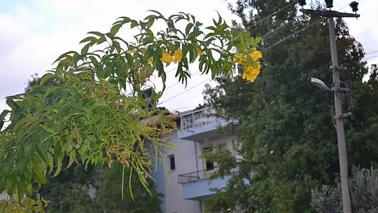 Bahçesinde tropikal meyveler yetiştirdi