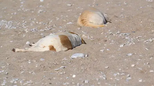 Ocak ayında denize girdiler