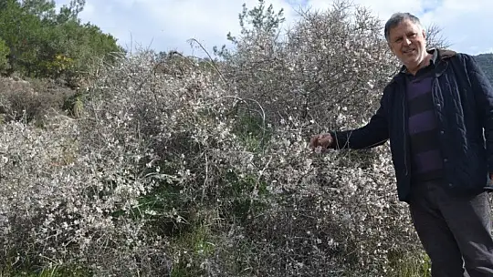 Fethiye'de bademler çiçek açtı