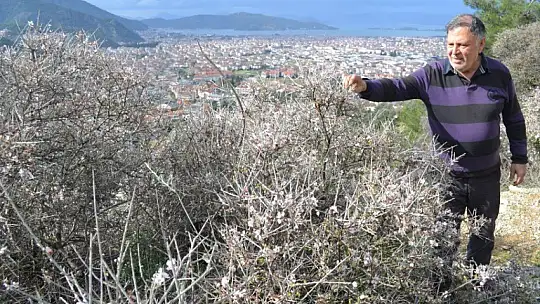 Fethiye'de bademler çiçek açtı