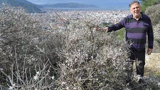 Fethiye'de bademler çiçek açtı