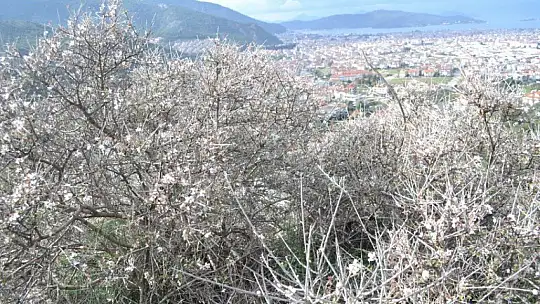 Fethiye'de bademler çiçek açtı