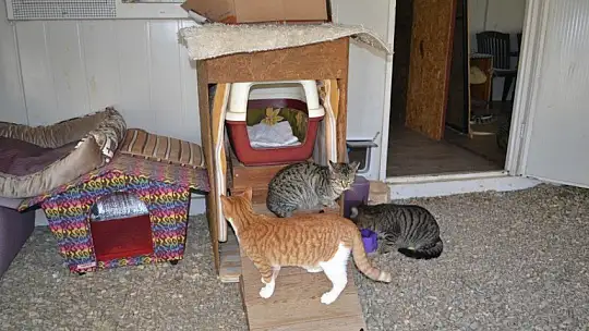 Can dostlar onlara emanet