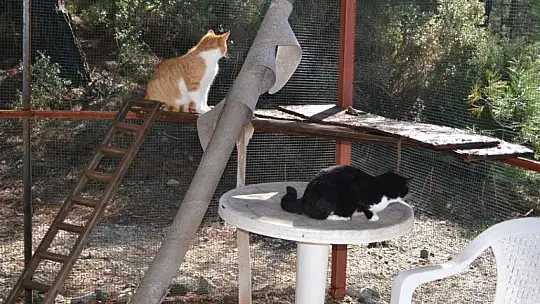 Can dostlar onlara emanet