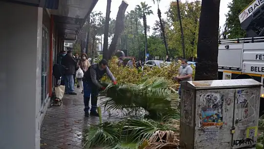 Fethiye Belediyesi ekiplerinden ağaç budama çalışması