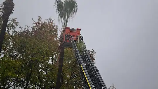 Fethiye Belediyesi ekiplerinden ağaç budama çalışması