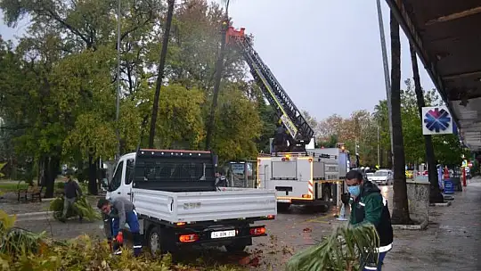 Fethiye Belediyesi ekiplerinden ağaç budama çalışması