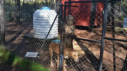 Can dostlar onlara emanet