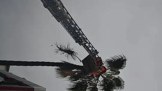 Fethiye Belediyesi ekiplerinden ağaç budama çalışması