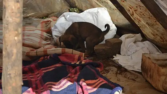 Can dostlar onlara emanet