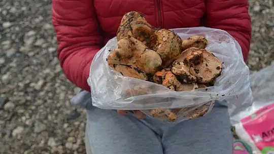 Şehit aileleri ve engellilere ücretsiz çıntar