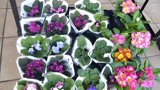 Çiçekçiler Sevgililer Günü'ne hazır 