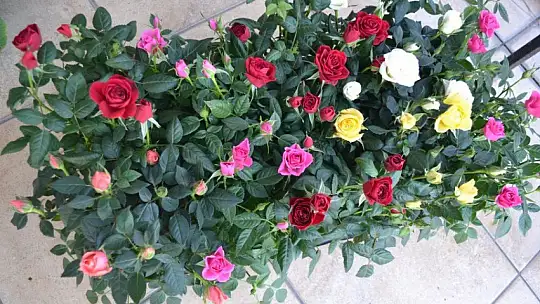 Çiçekçiler Sevgililer Günü'ne hazır 