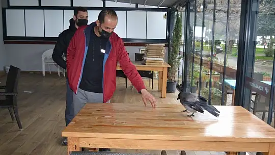 Ağaçtan düşen kargaya sahip çıktılar