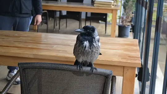 Ağaçtan düşen kargaya sahip çıktılar