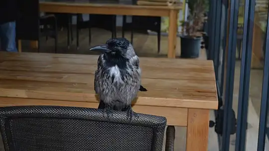 Ağaçtan düşen kargaya sahip çıktılar