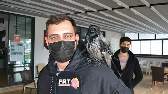 Ağaçtan düşen kargaya sahip çıktılar