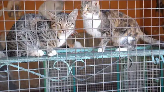 Hayvan Bakım Merkezi can dostlar için modern hale getiriliyor