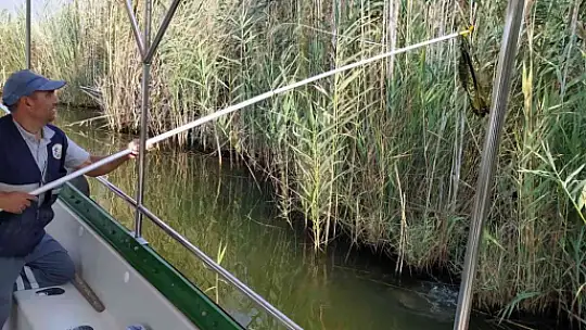 Dünyaca ünlü Dalyan kanalında temizlik