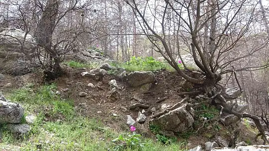 Dünyanın en pahalı çiçeği