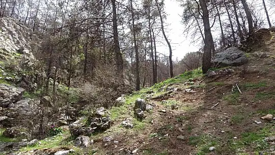 Dünyanın en pahalı çiçeği